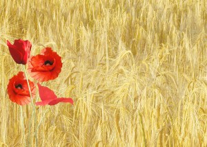 red-poppy-hay